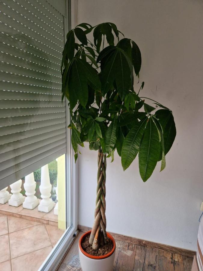 PUY Apartment Vilic מראה חיצוני תמונה
